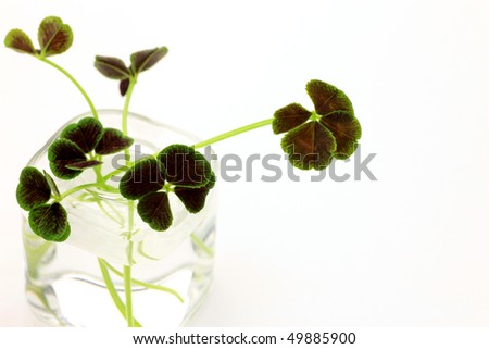 clover of four leaves
