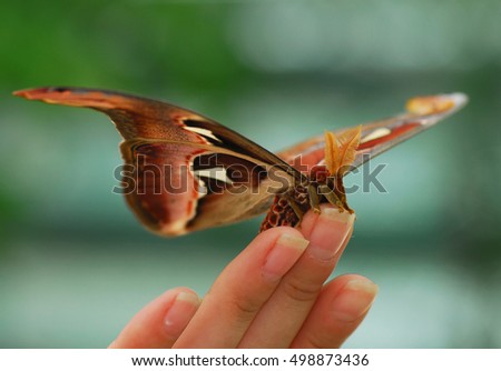 Big butterfly Attacus atlas on girls hand nature abstract free flight

