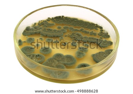 Green colonies of  allergenic fungus Penicillium from air spores on a petri dish (agar plate) manually isolated on a white background. This microbe is an antibacterial antibiotic penicillin producer.  Royalty-Free Stock Photo #498888628