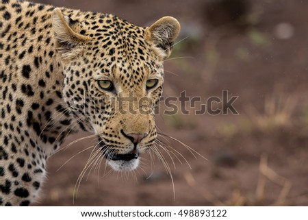 African Leopard Close Up landscape.