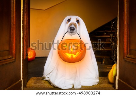 dog sit as a ghost for halloween in front of the door  at home entrance with pumpkin lantern or  light , scary and spooky Royalty-Free Stock Photo #498900274