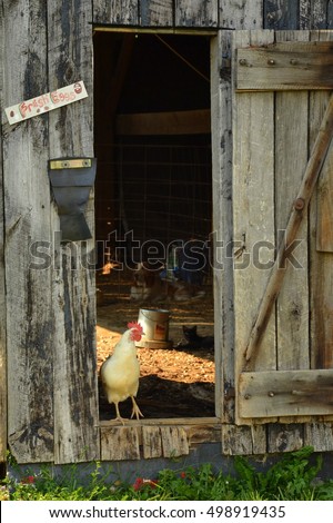 Farm life barn picture of free range chicken in barn doorway and Basset Hound and cat in background inside barn, fresh eggs sign on barn