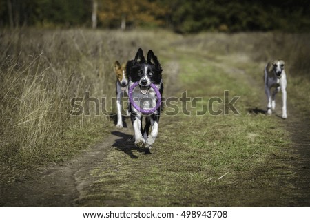 Dogs on a walk in the park autumn day. Border Collie with toy in his mouth puller
