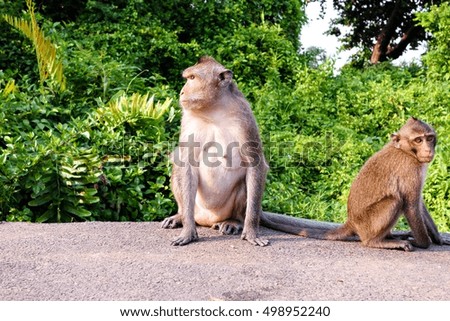 Two monkeys on the streets looking for food.