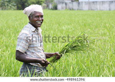 Indian Man Holding sickle and crops Royalty-Free Stock Photo #498961396