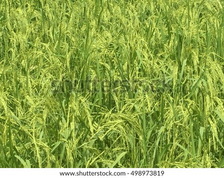 Rice , Rice Plant