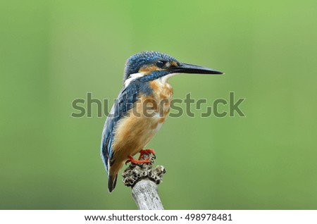 Beautiful bird male Common Kingfisher perched on branch waiting for catch small fish.(Alcedo atthis)