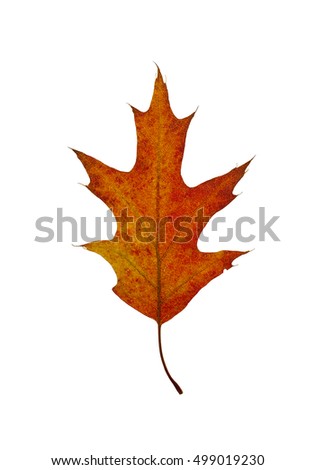 Autumn leaf of oak.
Autumn leaf of oak isolated on a white background.
