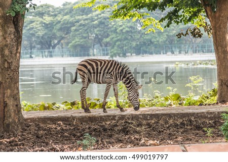 Zebra animal mammal hoofed odd. Classified in the genus horse (Eguus) and is in subgenus Hippotigris (eg zebra tiger) and Dolichohippus. Divided into 3 types