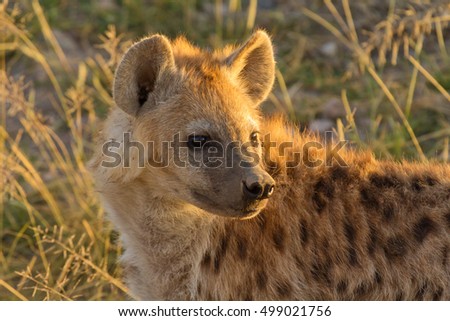 Young hyena just come out from their hole in the early morning, Masai Mara