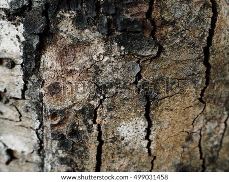 Nature Wooden Bark Texture