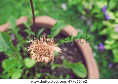 Wither pink chrysanthemum in the garden