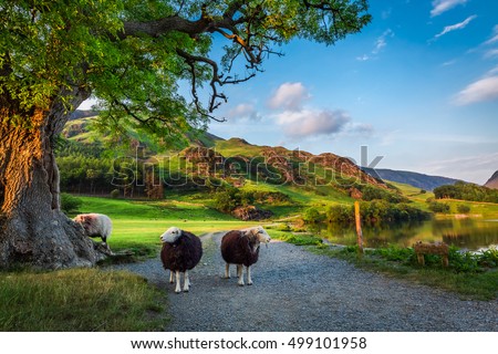 Two curious sheeps on pasture at sunset in the Lake District, England Royalty-Free Stock Photo #499101958