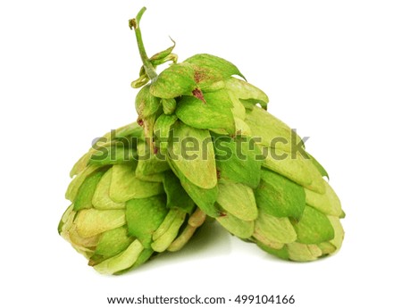 two green hops cones on white background
