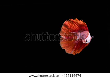 White and blue siamese fighting fish, betta fish isolated on black