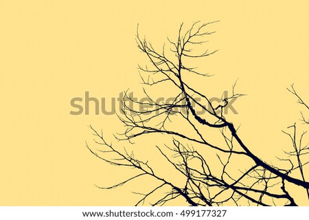 branches silhouette background