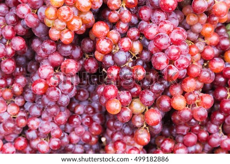 Background of freshly picked muscat black grapes.