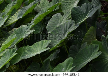 Low key lighting Nature background, green leaves in natural light and shadow, symbolic of peaceful and safe the Earth or life or Zen with toned color and selective focus.