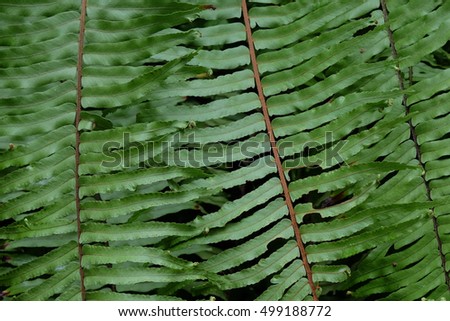 green tropical ferns  leaves in the rain forest, close up
