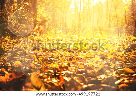 Bright yellow leaves on the ground. Autumn fallen background. Selective focus.