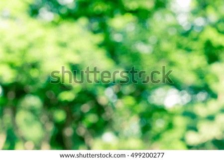 green bokeh from tree