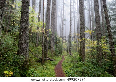 Pacific Northwest Forest Trail Royalty-Free Stock Photo #499207894
