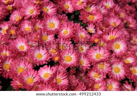 Gorgeous background of colorful pink and white Fall flowers, the detail of petals touched by the warmth of sunshine. 