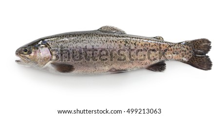 raw rainbow trout isolated on white background Royalty-Free Stock Photo #499213063