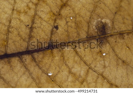 Background autumn leaf close-up