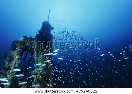 Itaky, Mediterranean Sea, U.W. photo, Wreck diving, Anthia school and a sunken cargo ship - FILM SCAN