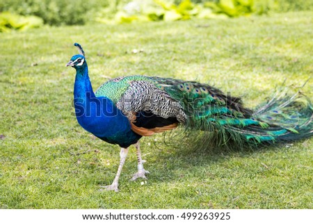 Peacock Royalty-Free Stock Photo #499263925