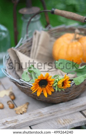 sunflowers in vintage basket with pumpkin in garden. autumn fall halloween thanksgiving decor. country living 