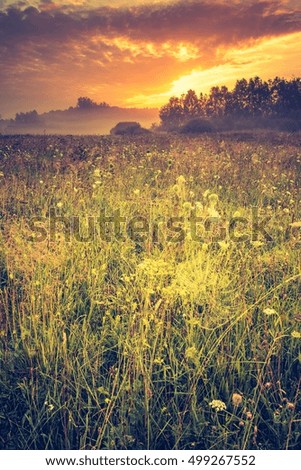 Vintage photo of vibrant landscape with foggy meadow in Poland. Countryside with wild foggy meadow.