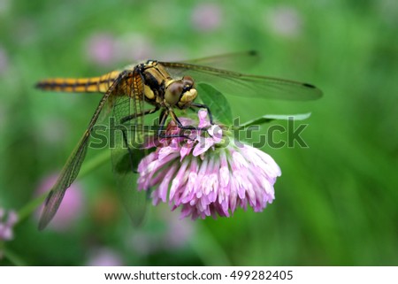 Dragonfly sitting on pink flowering clover. Background green pink flowering meadow