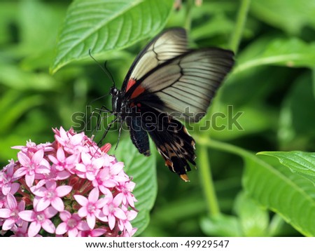 Mormon Butterfly (female)