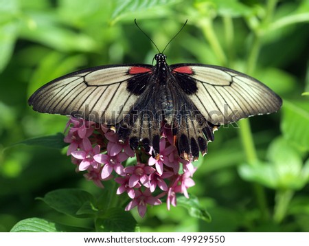 Mormon Butterfly (female)