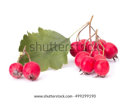 Hawthorn berry with its grean leaves isolated on white background