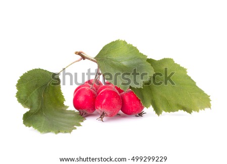 Hawthorn berry with its grean leaves isolated on white background