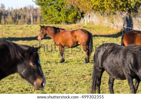 Horses farm. Many wild horses on the green field. Horse in rural. The pasture of horses
