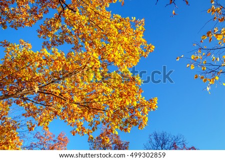 Golden leaves against the blue sky. Autumn picture.