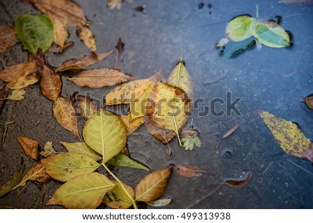 Autumn leaves in a puddle