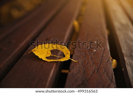 Autumn leaf on a bench in the Park
