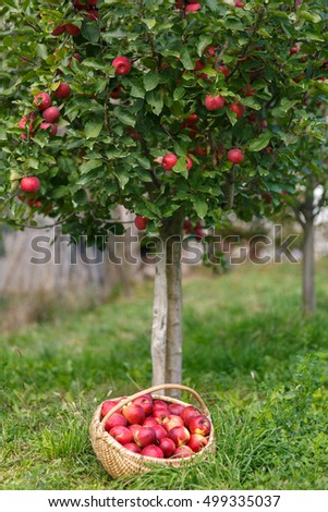 A basket full of red apples in the orchard under the apple tree