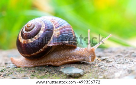 brown long big snail round shell with stripes and with long horns crawling on the edge of stone closeup