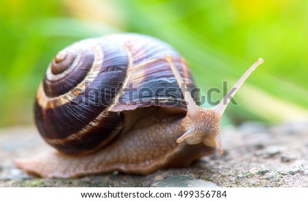 brown long big snail round shell with stripes and with long horns crawling on the edge of stone closeup