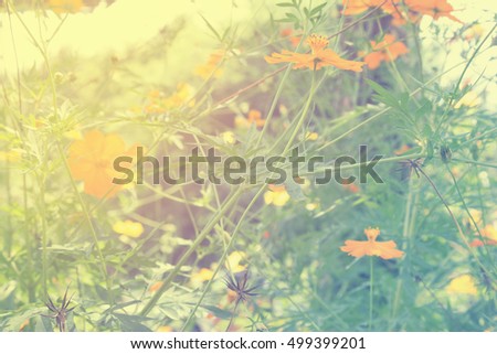 Soft blur abstract background with of cosmos flowers in the garden. Pastel color tone.