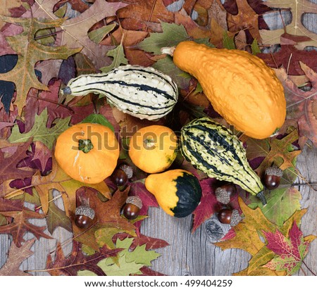 Overhead view of real seasonal gourds with autumn leaves, and acorns on rustic wooden boards. Selective focus on front acorns. 