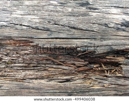 The Texture of Decay Wood