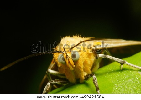 A close up photo of funny face yellow hairy butterfly