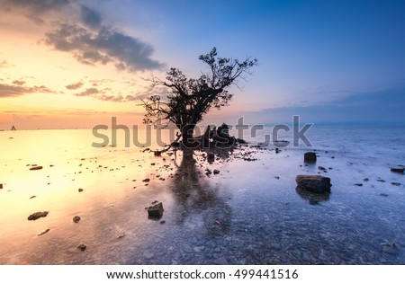 Single tree during Sunrise at Kudat Sabah Malaysia. Image contain soft focus and blur due to long exposure.
